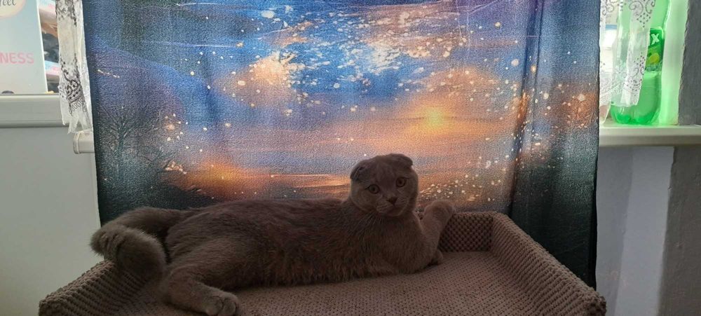 Вакцина.блохи,глисти,вік 5 місяців шотландець кіт висловухий ліловий