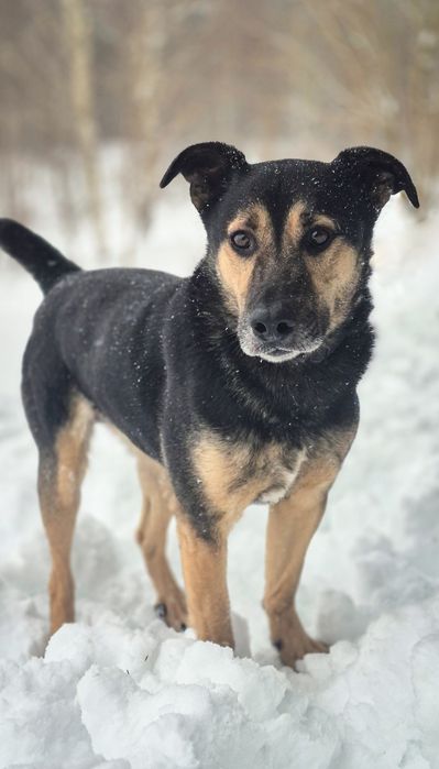Łagodny, przyjazny piesek szuka domu / do adopcji