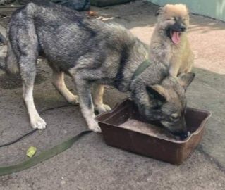 Отдам даром в добрые руки собаку метис хаски
