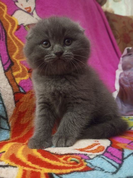 Вислоухие котята