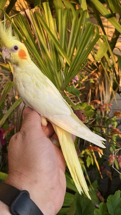 Caturra domesticada amarela com face vermelha