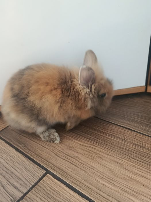 Królik miniaturka