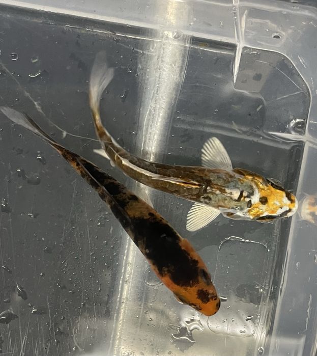Carpa Koi  7/8cm