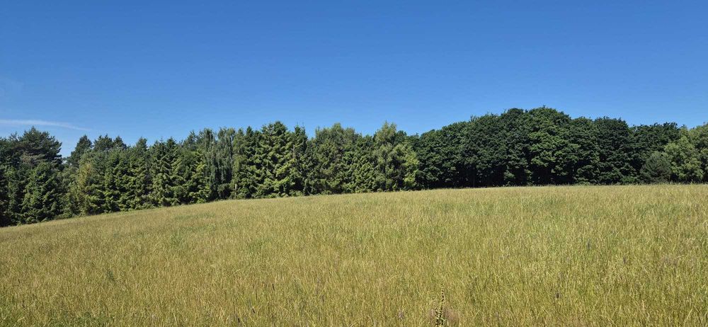 Na sprzedaż działka rekreacyjna w Sasinie – blisko morza i lasu! - Widok 2