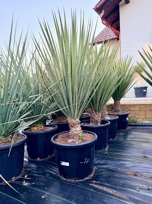 Yucca faxioniana yuca juka mega duża mrozoodporna -18 / -20