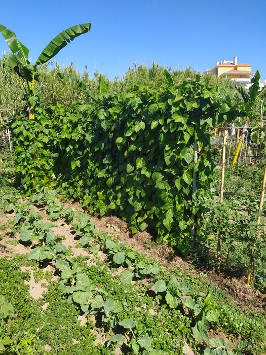 Feijão verde biológico produção caseira