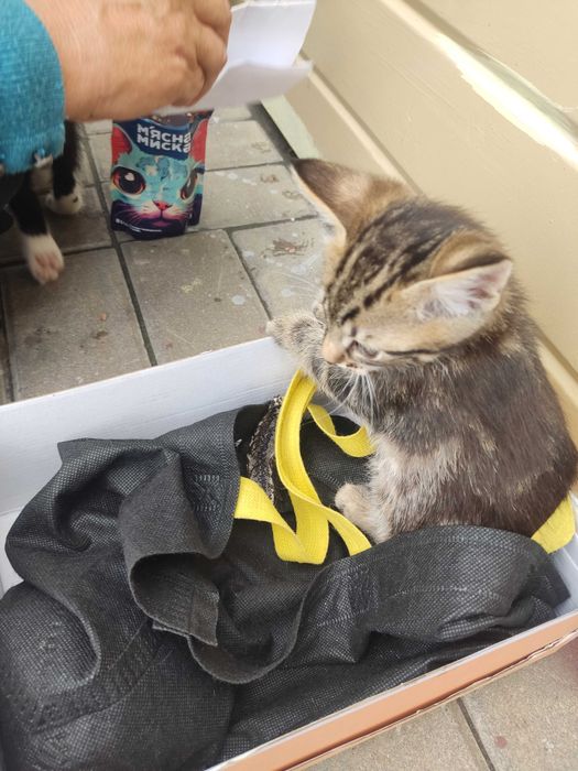 Кошенята у добрі руки