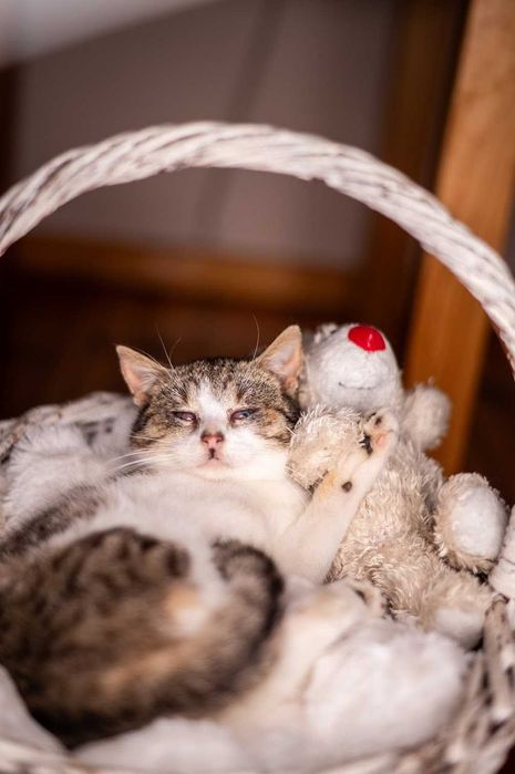 Niewidoma EMMA czeka na dom!