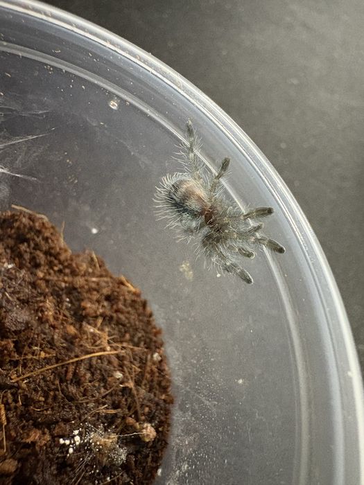 Caribena versicolor pająk ptasznik l1