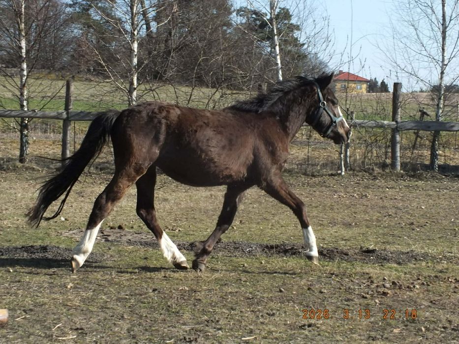 Ogierek kuc feliński 25mcy  spokojny zamienię
