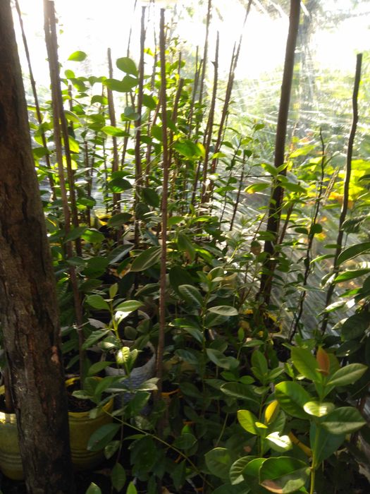 Plantas araçá amarelo, maracujá roxo, buxos e loureiro