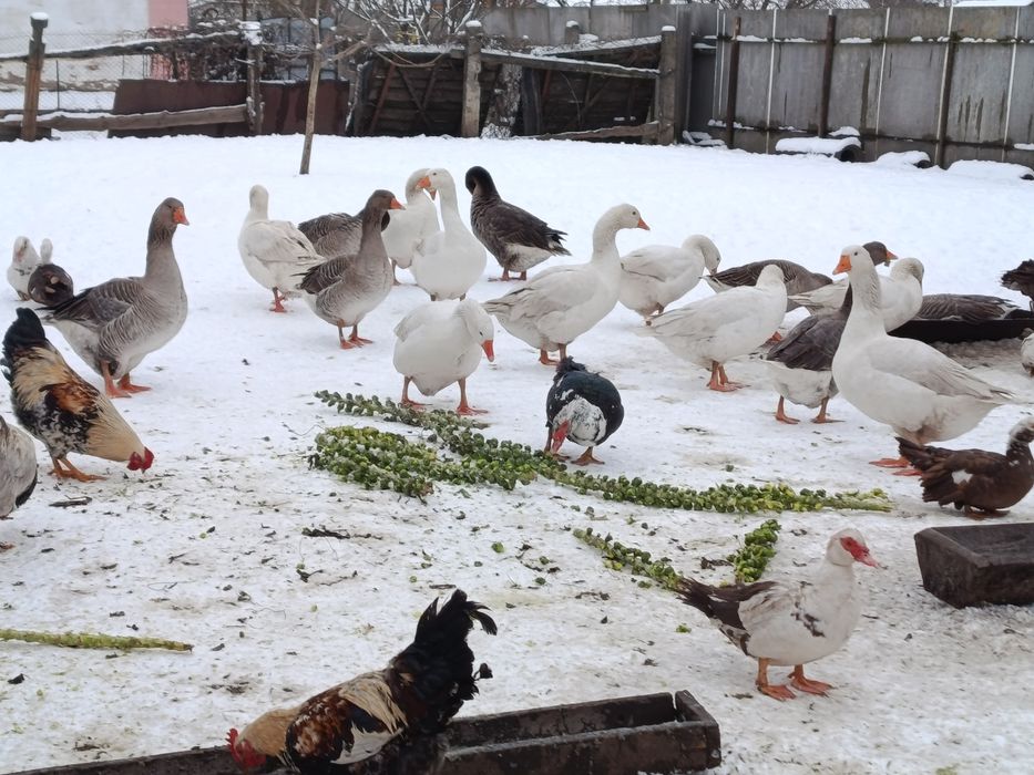 Продам гусей .. на плід або на м'ясо.