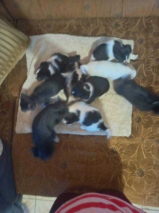 Pieski oddam w dobre ręce