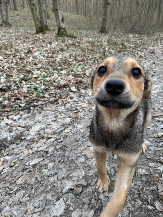 Боніта шукає дім