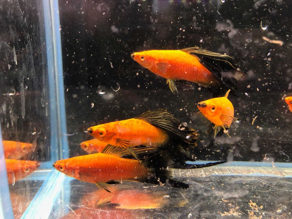 Mieczyk Wagtali Simson ok 8 cm