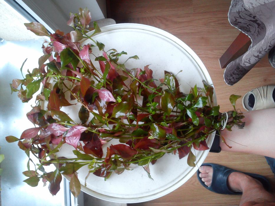 Ludwigia Repens - rośliny akwariowe