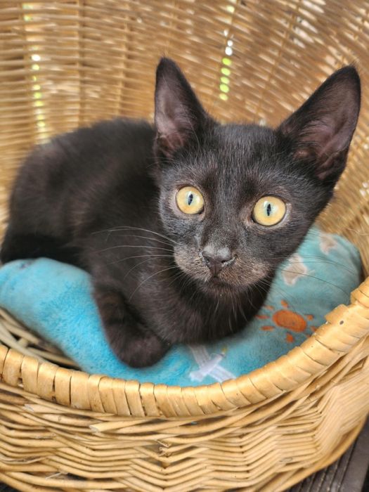 Drako, kocurek, 5 mies. Po kastracji