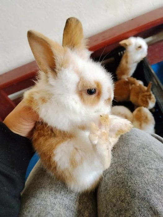 Króliki miniaturki