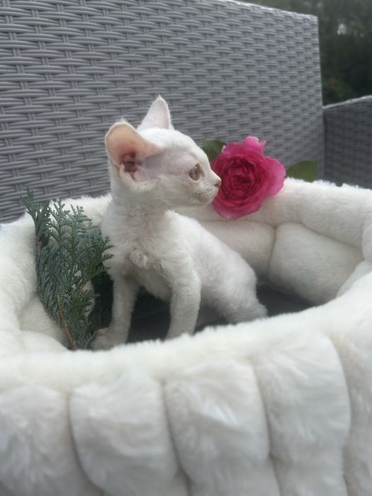 Slodki kocurek Devon Rex