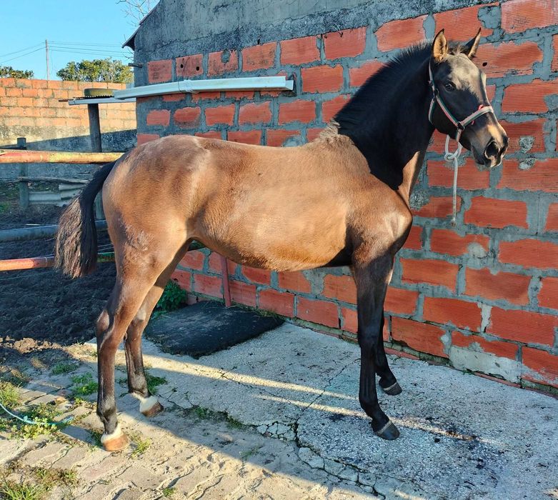 Poldra Puro Sangue Lusitano (1ano)