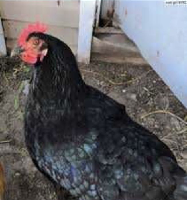 Инкубацыонные яйца Доминант черный