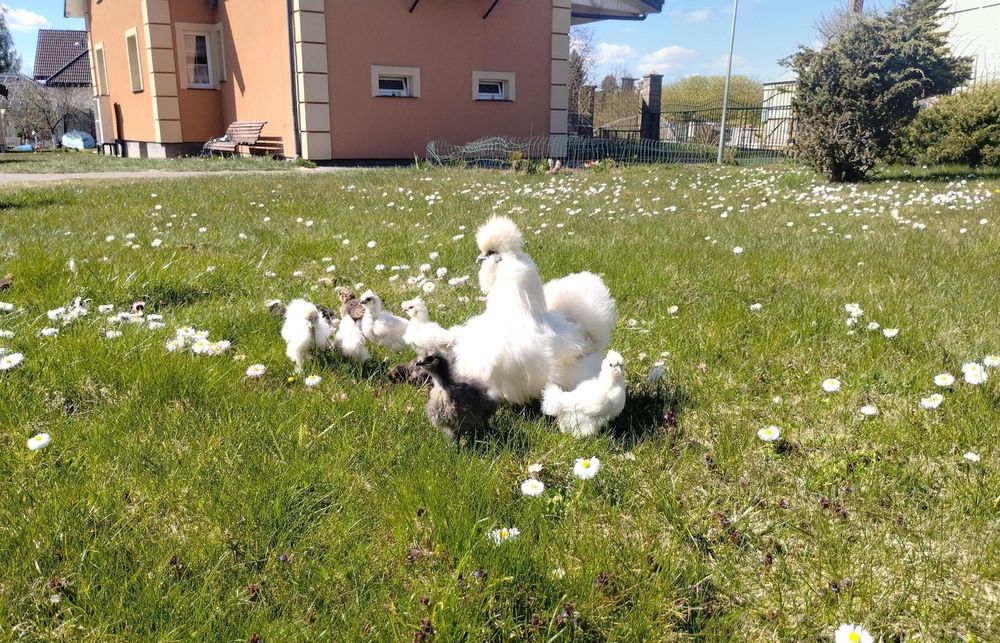 Sprzedam Kurczęta Rasy Silka USA