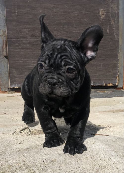 Французький бульдог