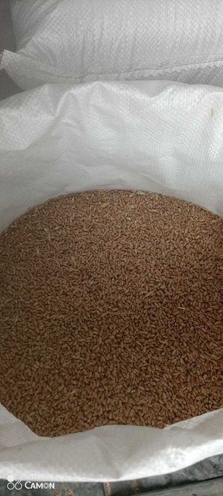 Пшениця 2025 року