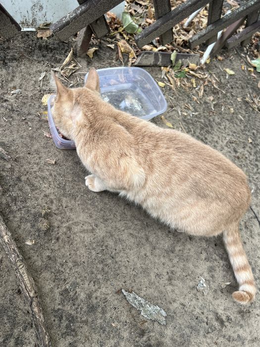 Котик ищет дом и родителей