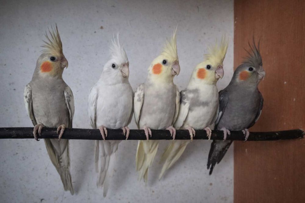 Papuga nimfa, papugi nimfy