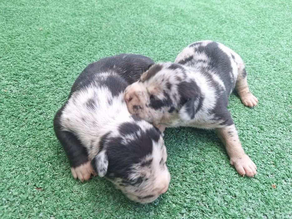 American bully  szczenię  z metryką