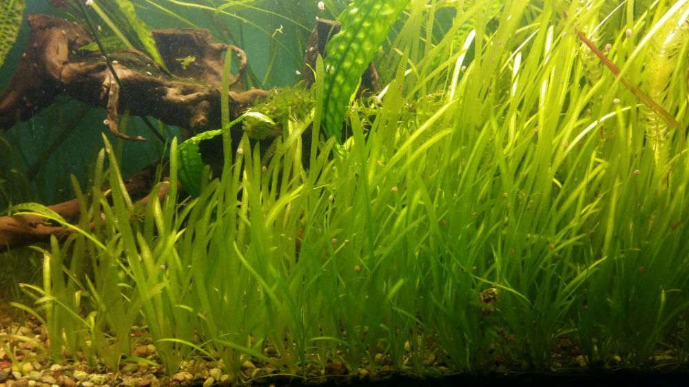 Trawa akwariowa