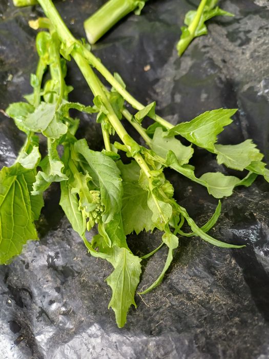 Grelos, nabos e nabiças tenros