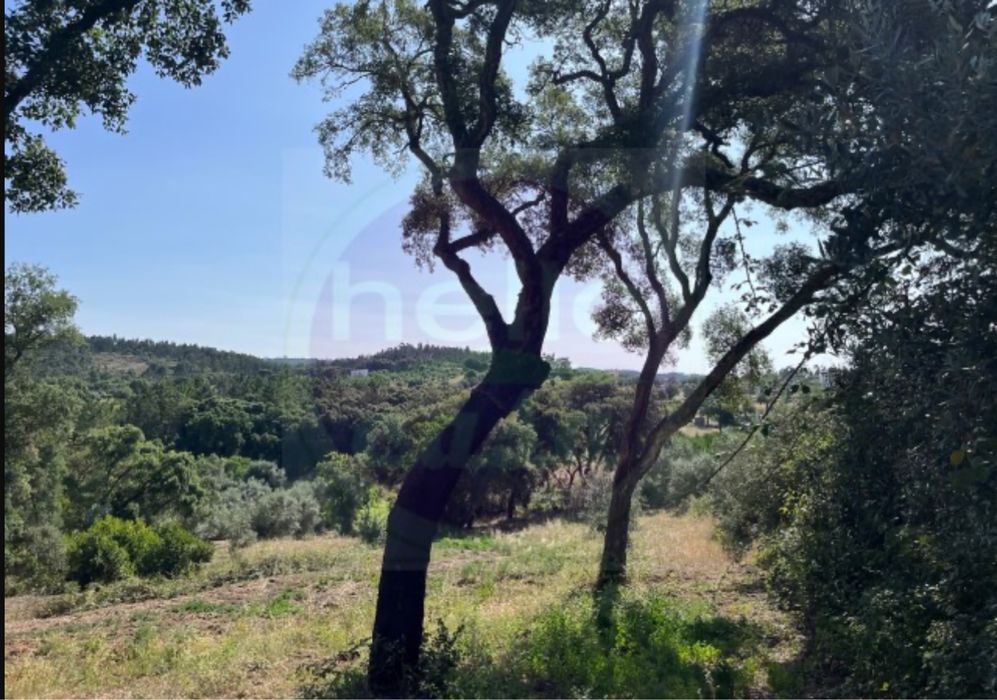 Terreno com vinha e pequeno imovel