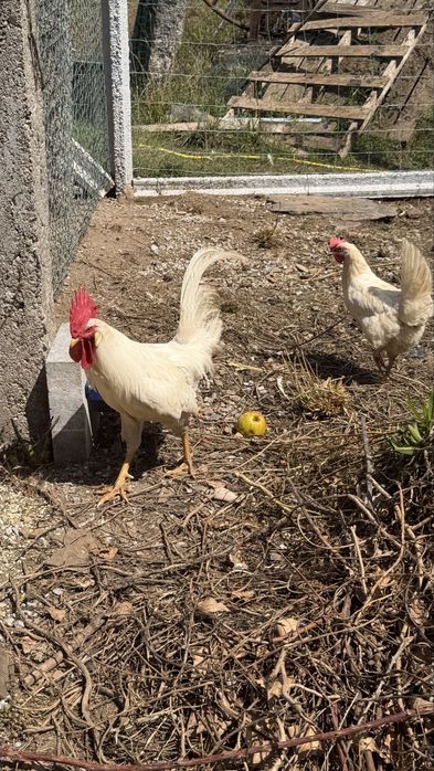 Vende-se casal ou trio de leghorn, Pedres, Cornish, la bresse Gauloise, Jersey Gigante, Malines