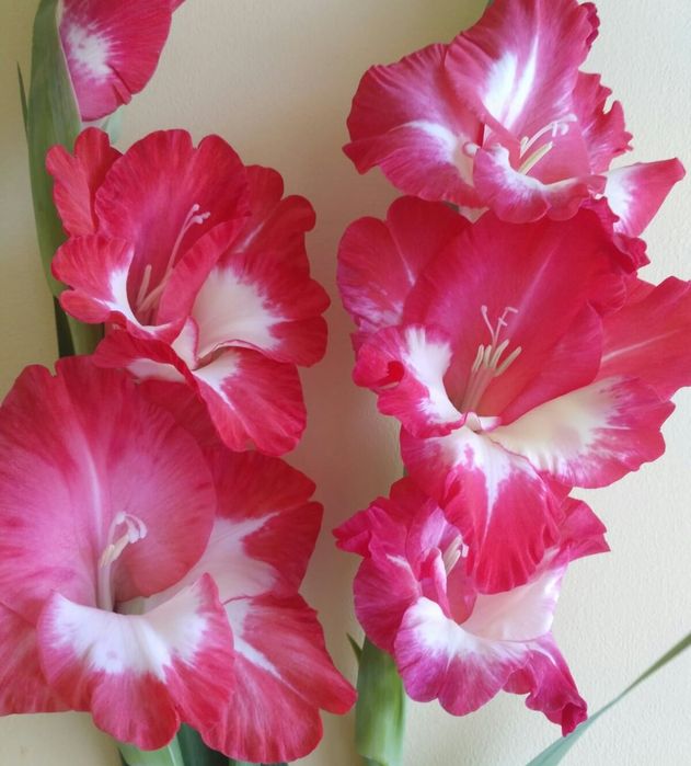 Луковиці гладіолусів 5 грн