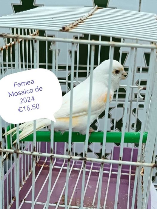 Canarios espanholitos miniatura 2025