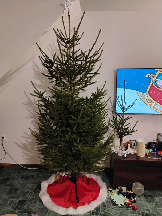 Świerk Choinki Bożonarodzeniowe wycinamy wybrane drzewko 1 km od miast