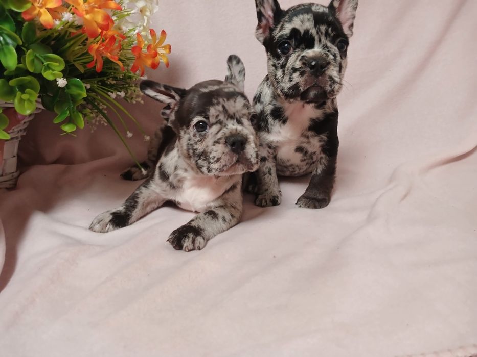 Французский бульдог Собака компаньон