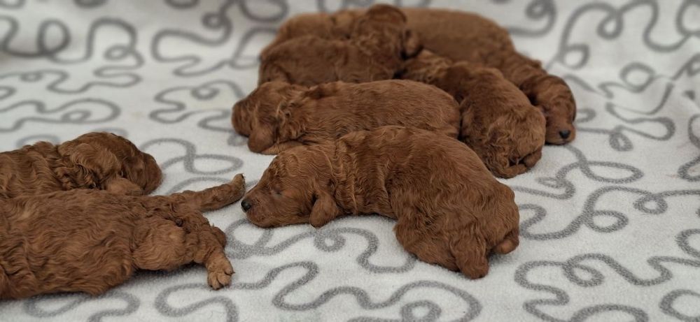 Pudel średni z dokumentami