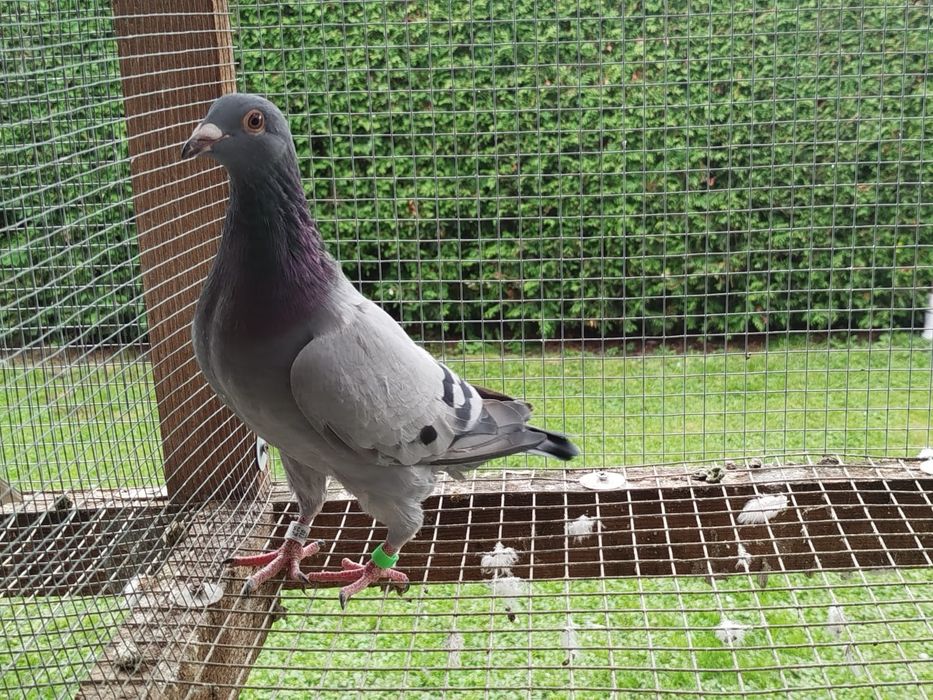 Gołębie pocztowe mocny inbred Porsche 911