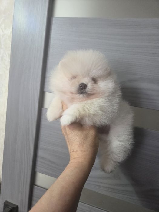 Щенята померанського шпіца