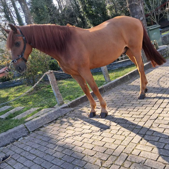 Cavalo Puro Sangue Lusitano