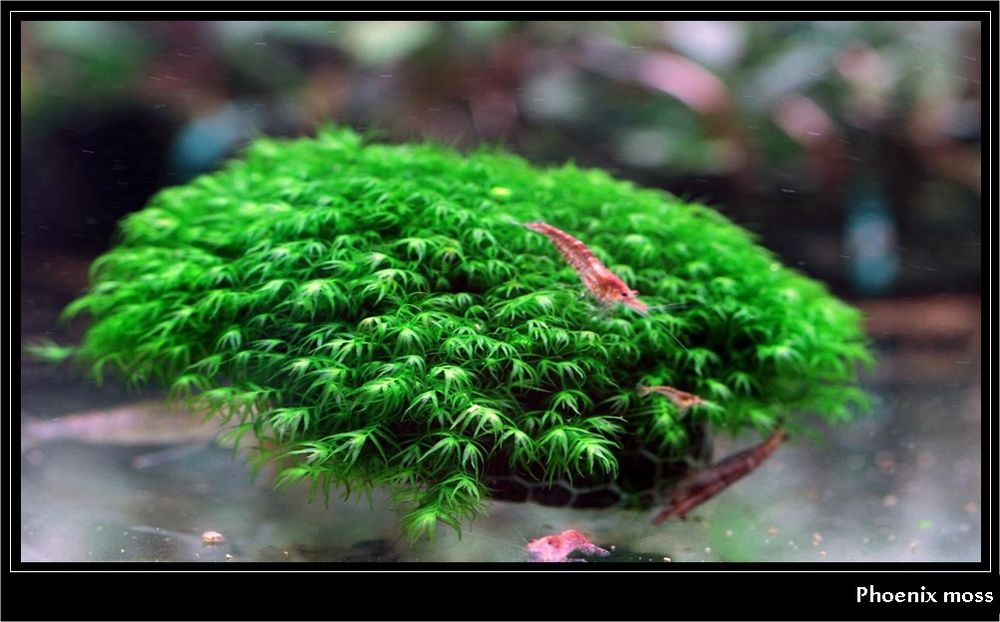 Mech feniks. Phoenix moss.