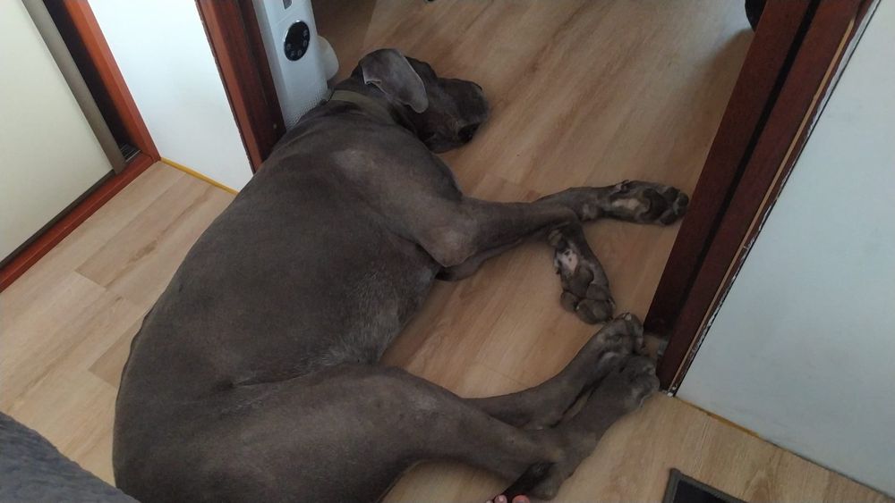Dog niemiecki do adopcji, błękitny FCI, samiec