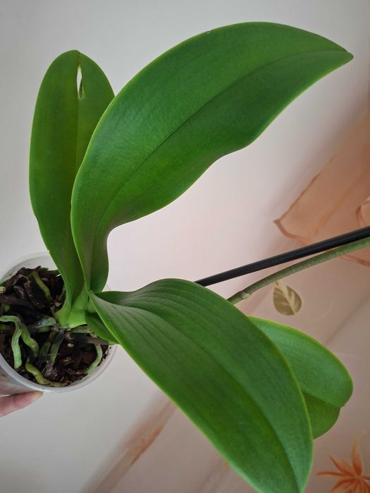 Фаленопсіс ambiance орхідея мультіфлора