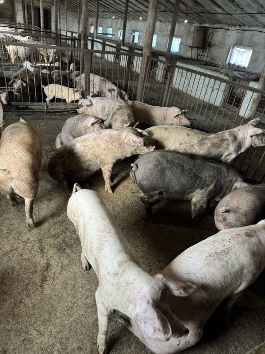 Продам свиней живой вес и закол