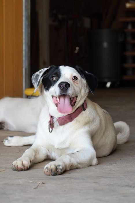 U miesięcy,mini labrador, szczeniak adopcja, szuka domu