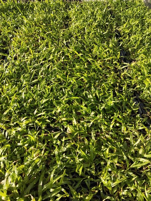 Relva brasileira s.Carlos