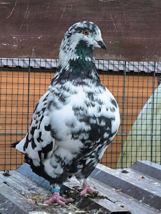 Gołębie miesne Kimondy 40 zł